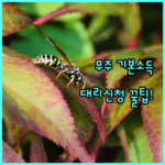 image cacc6121