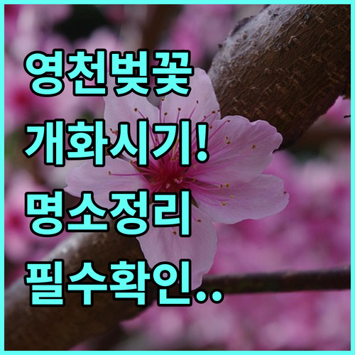 영천 벚꽃 축제 일정과 개화 시기 및 명소 정리